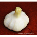 Best Fresh Natural Garlic